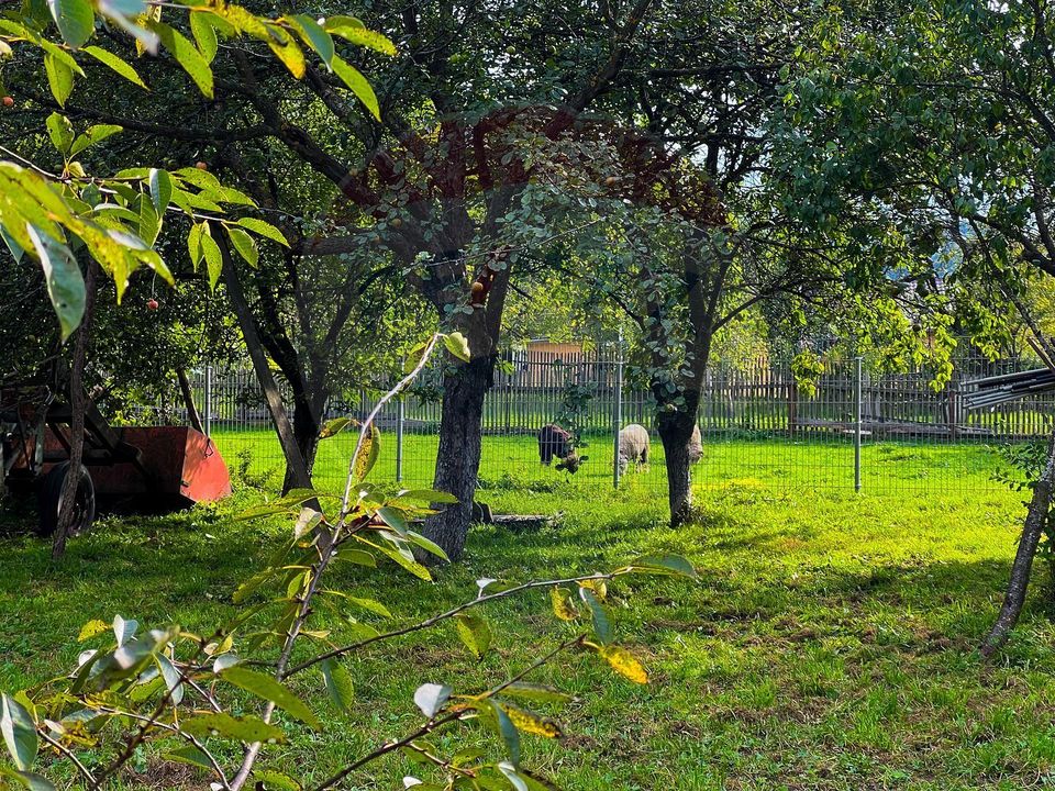 Land 6,135sqm Moieciu de Jos / Strada Principala