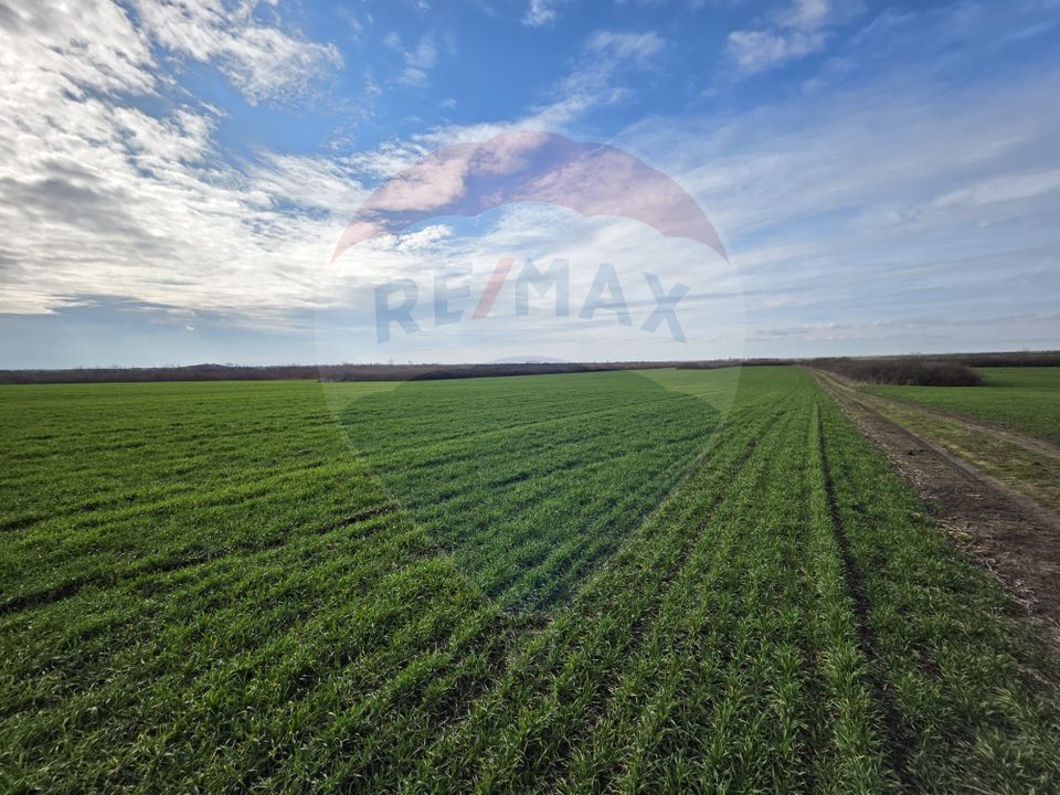 Land 120,770sqm Giarmata / Drumul Fara Nume