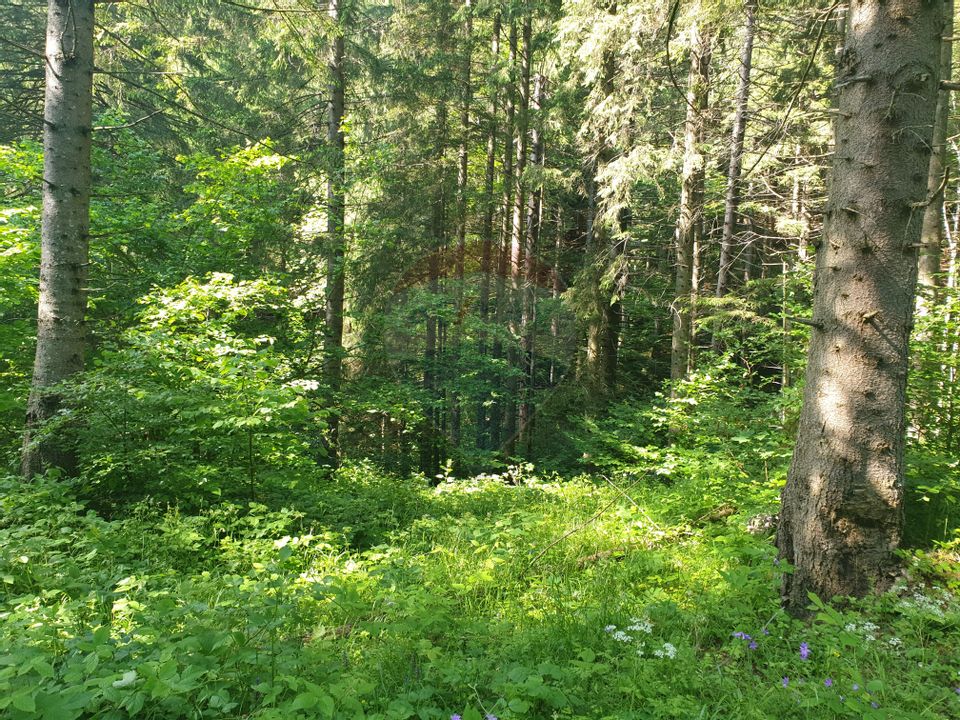 Teren intravilan, 56000 mp, Poiana Braşov