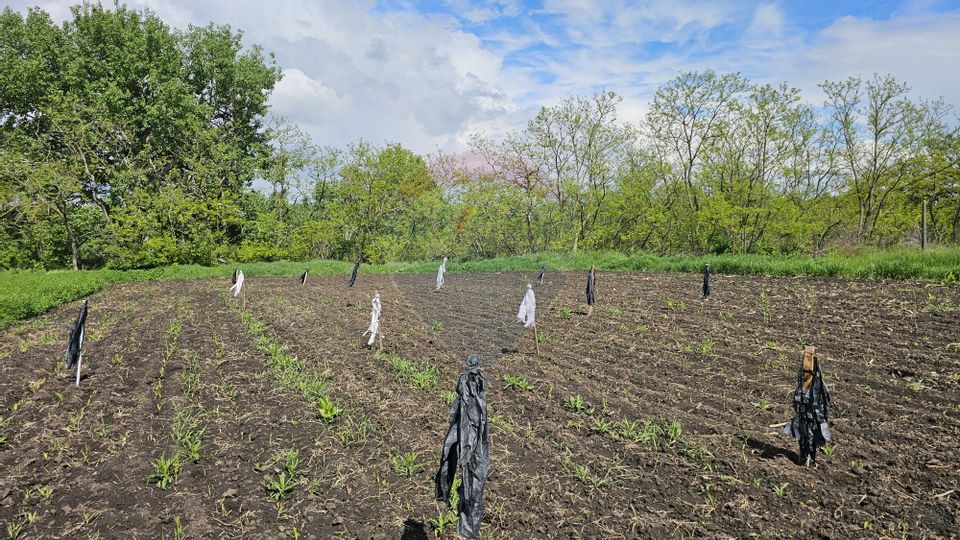 Casă  cu 3 camere, teren intravilan de 1300mp în Ipotești Tișăuți, SV