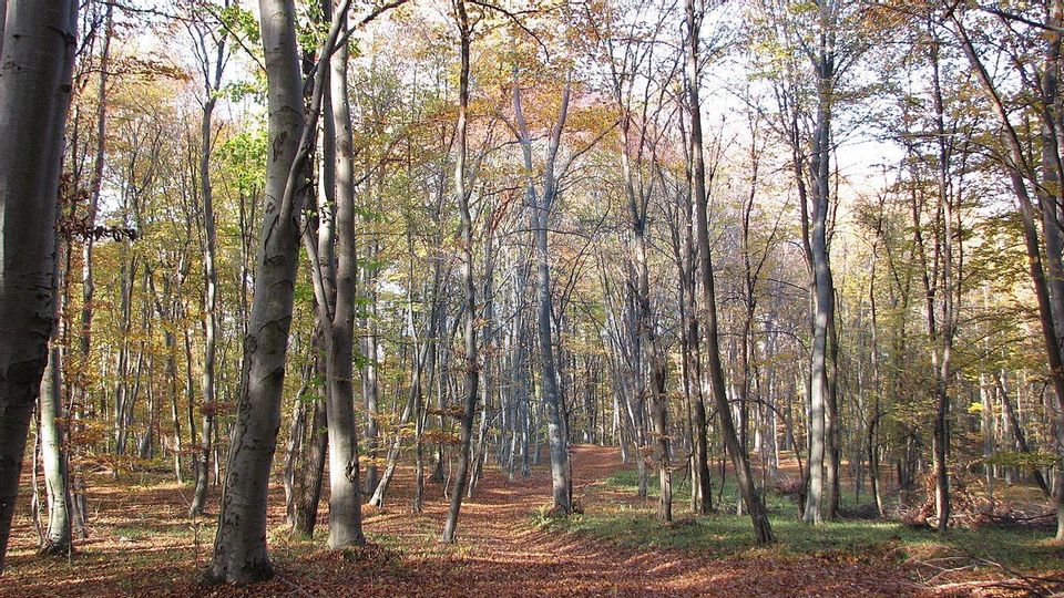 Land 3,540sqm Feleacu / Strada Valea Capriorii