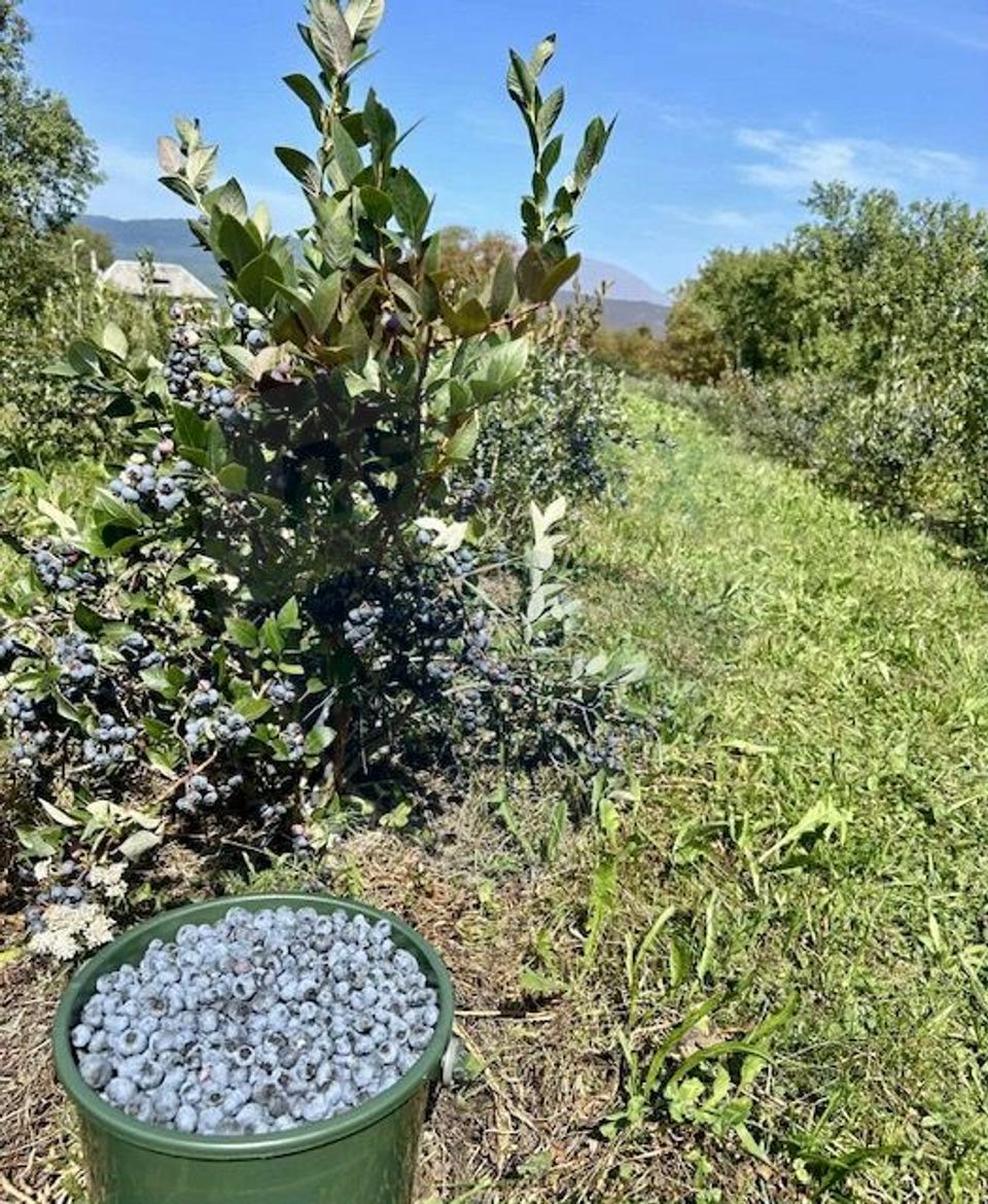 Teren 6,900mp Breb / Strada PRINCIPALA