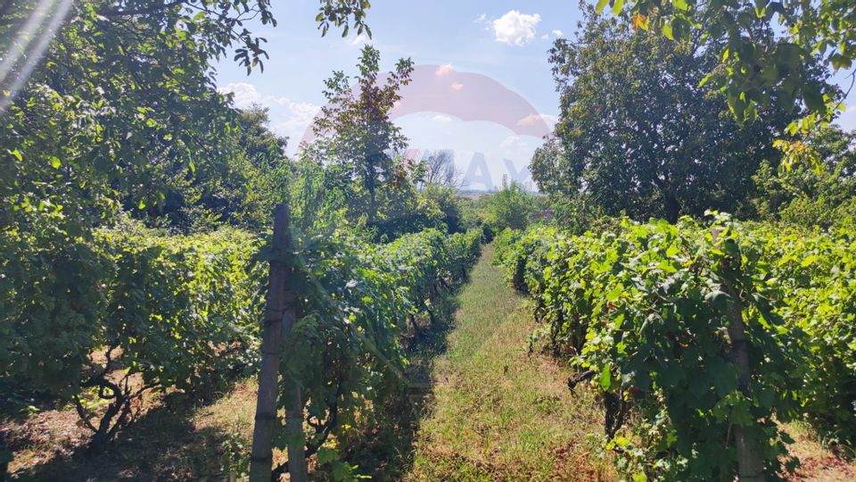 Loc de casa si teren cultivat cu vita de vie 1,28 Ha Santimreu Bihor