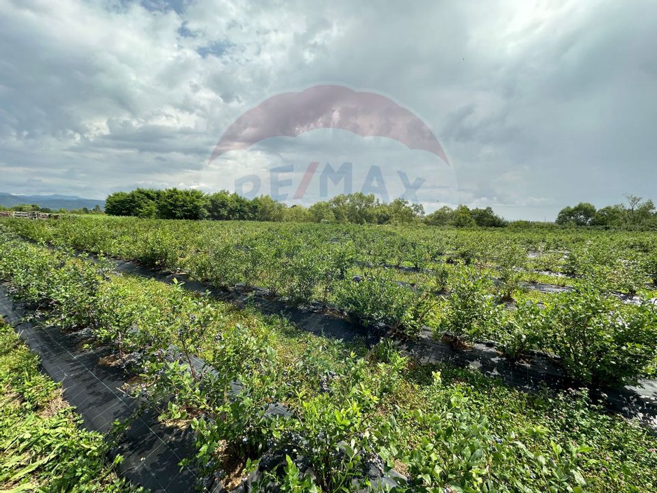 Land 29,656sqm Bozanta Mica / Strada Deva
