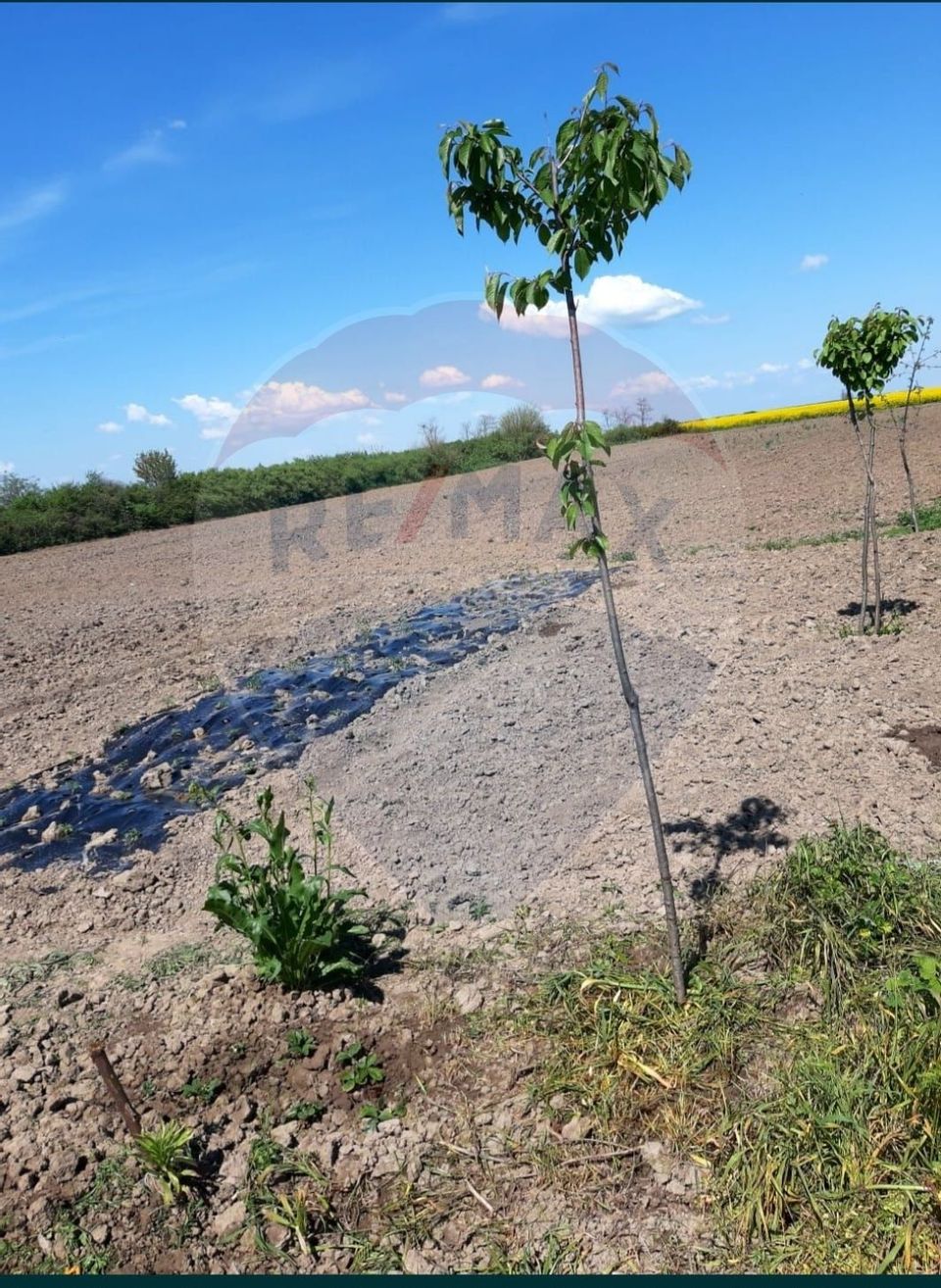 Teren intravilan 6417 mp de vanzare in Obad la 30 km de Timisoara