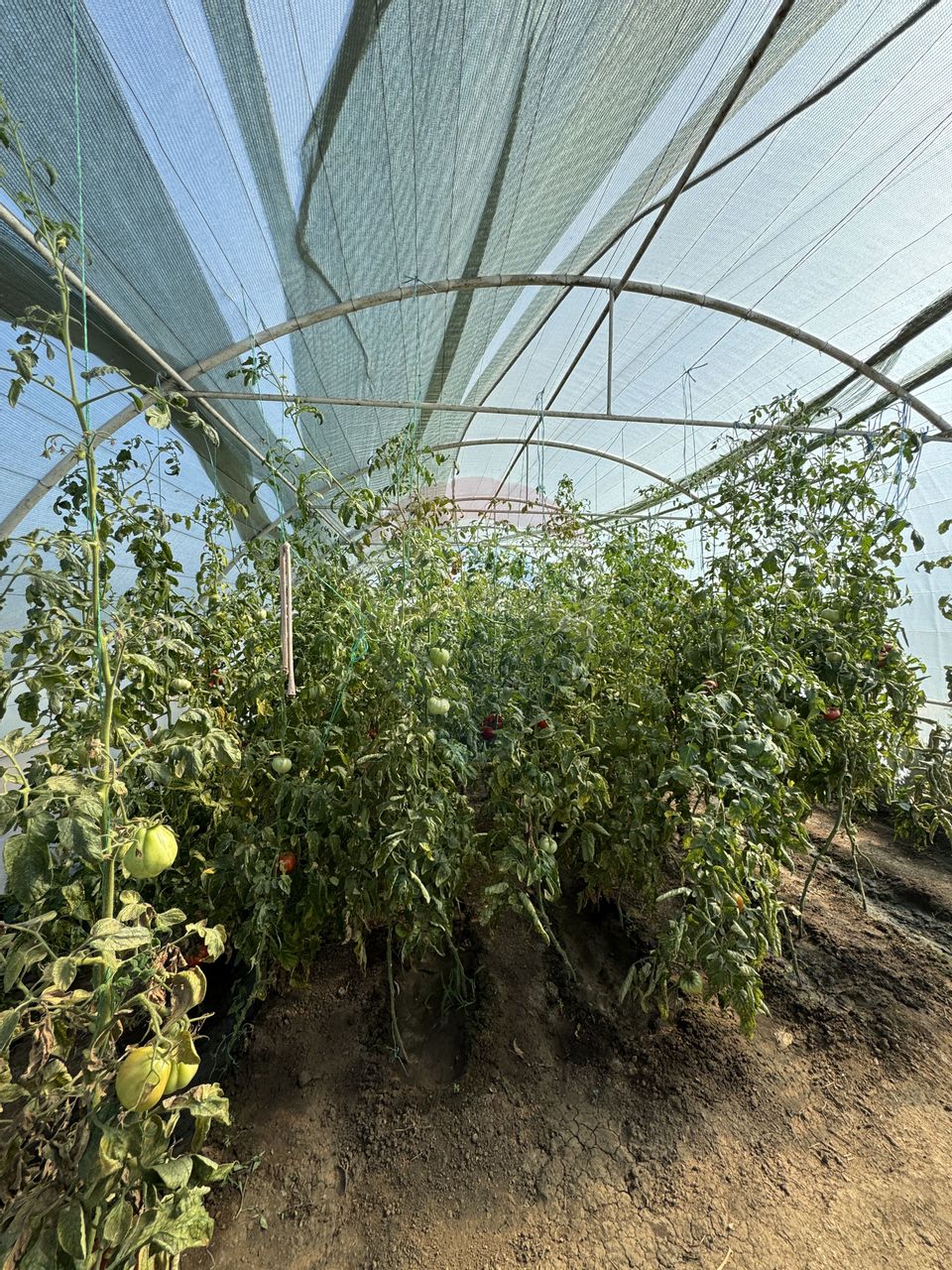 Casă de vânzare Fierbinți-Târg