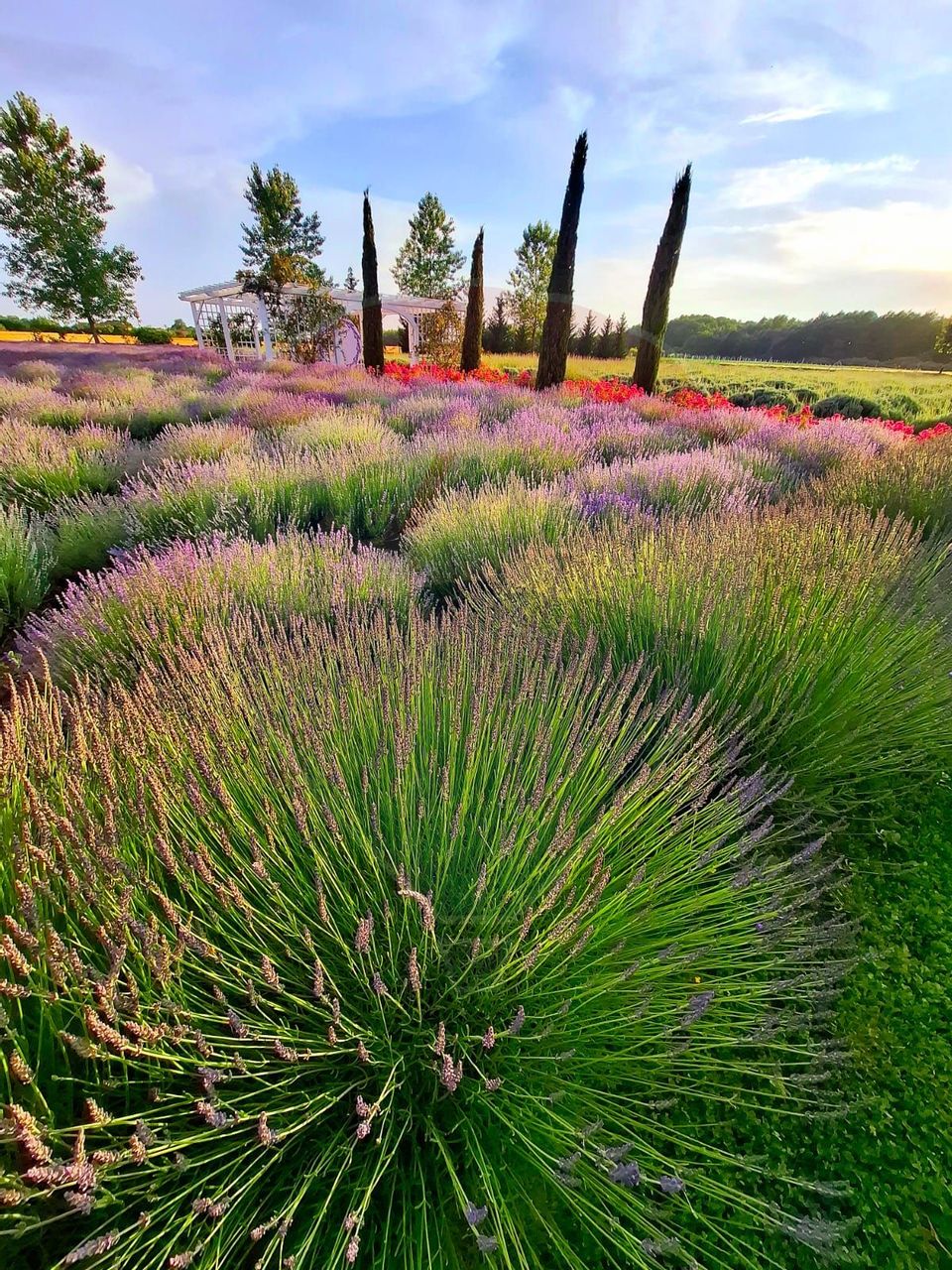 Oportunitate Investiție - Lavender Farm – Santăul Mic