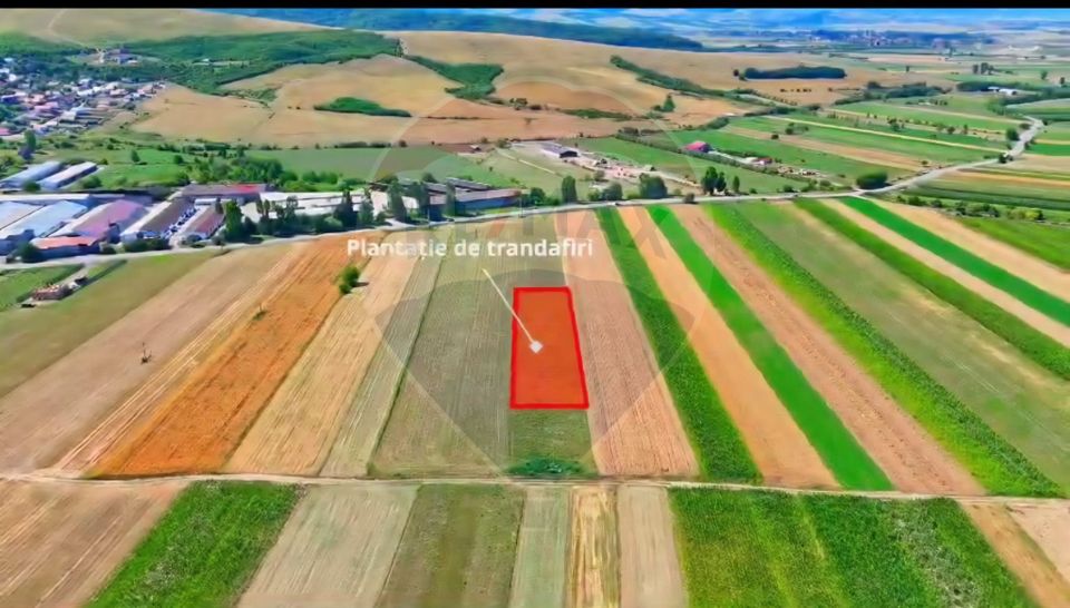 Land 7,000sqm Teliu / DJ 103B