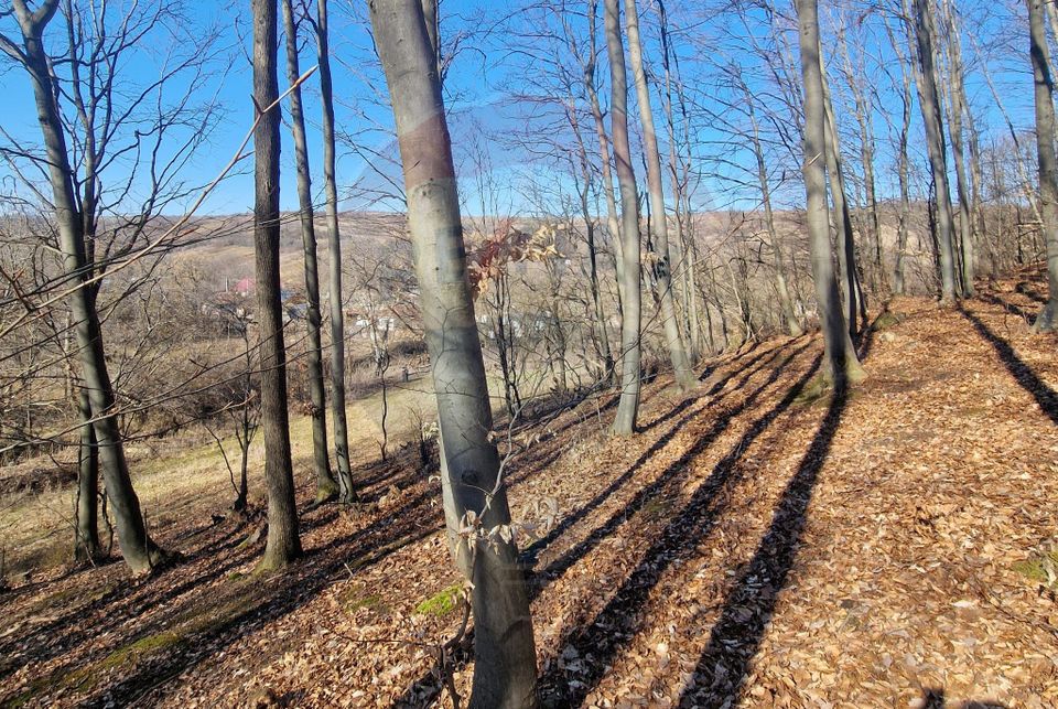 Land 4,985sqm Sascut / None