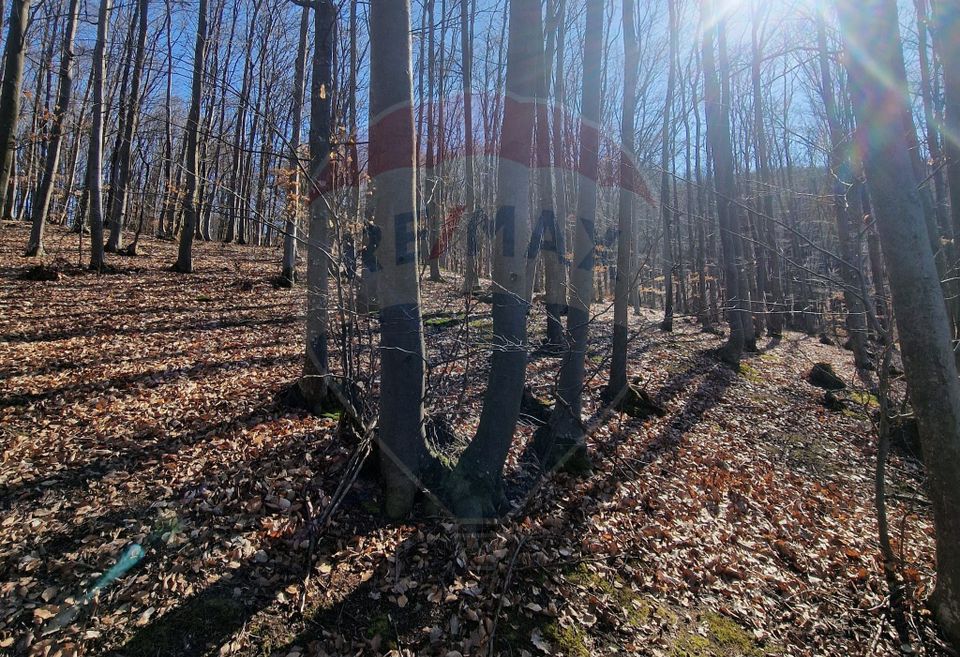 Land 4,985sqm Sascut / None