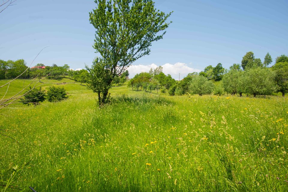 Land with utilities, 5,495sqm Bran - panoramic view, near Bran Castle