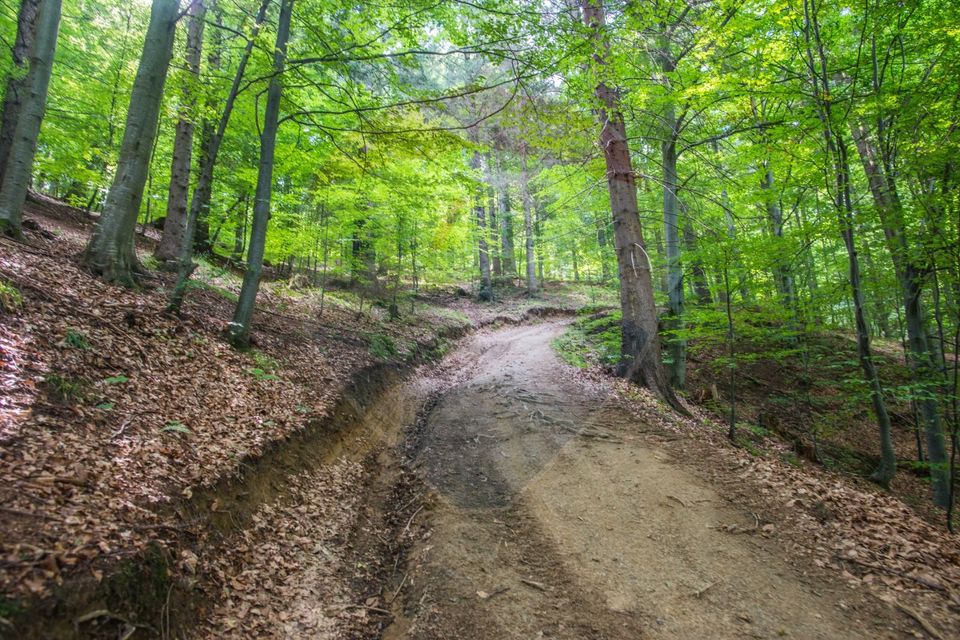 Teren extravilan Moieciu 45316mp