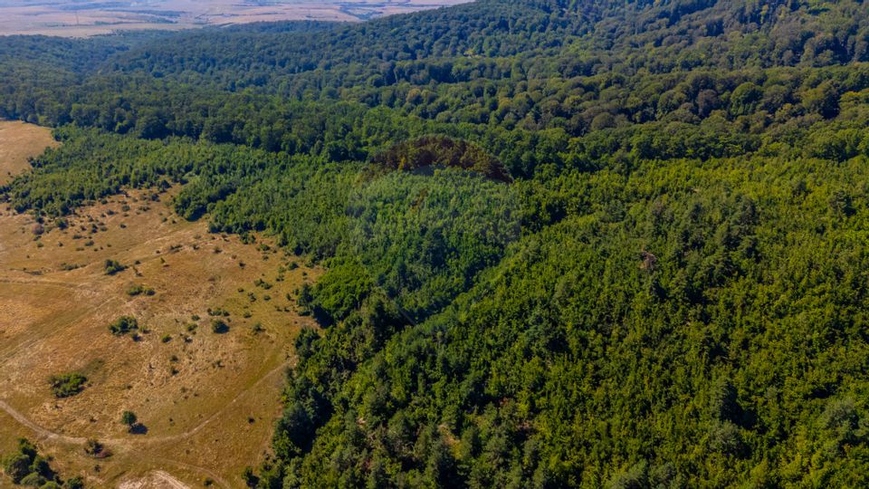 Land 6,000sqm Crizbav / Strada principala