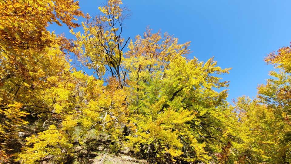 Teren intravilan 1.271 mp – Izvoarele, jud. Alba