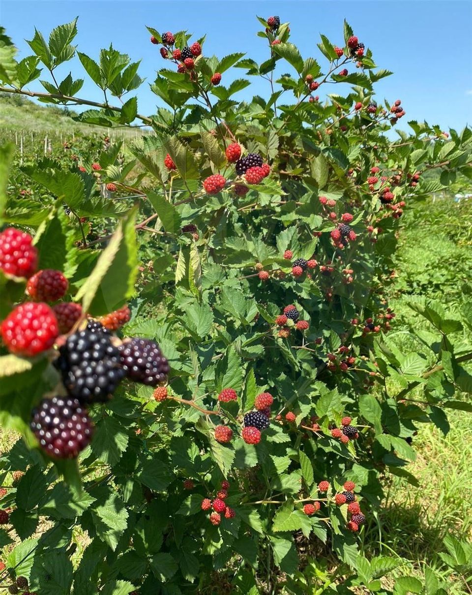 Urlati land 4 h ECO certified with blackberry plantation