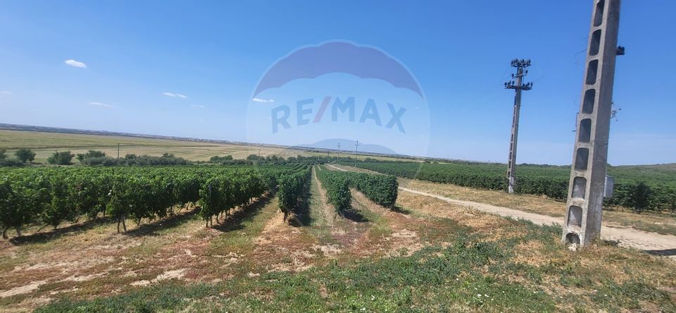 Land 50,500sqm Siria / DJ 709