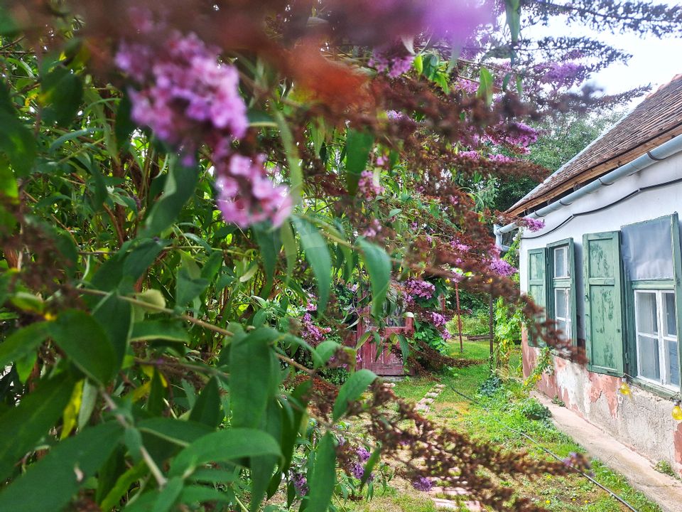 Casă cu grădină superbă – o oază verde în Sibiu