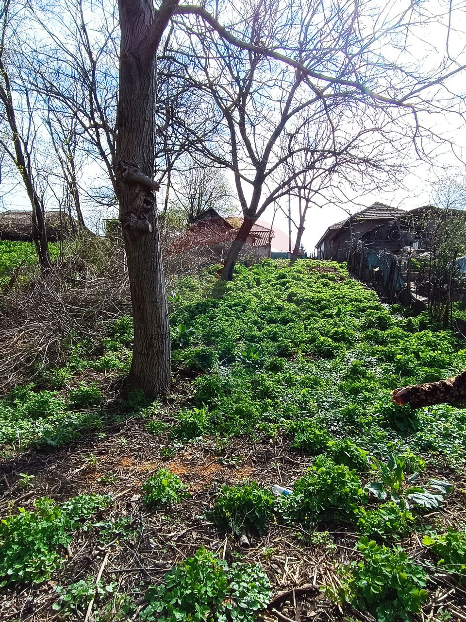 Teren  intravilan 867mp Moara Vlasiei / Soseaua Eroilor