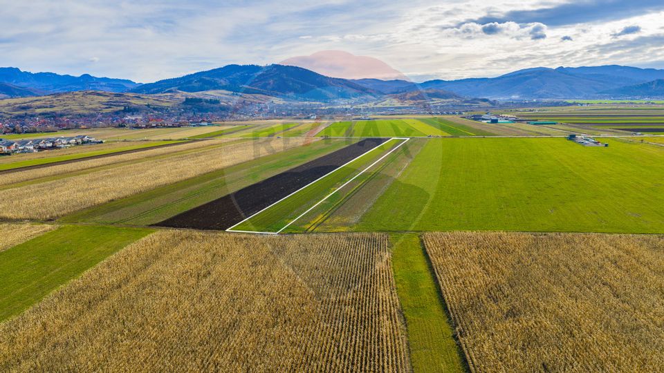 Teren 10,000mp Tarlungeni