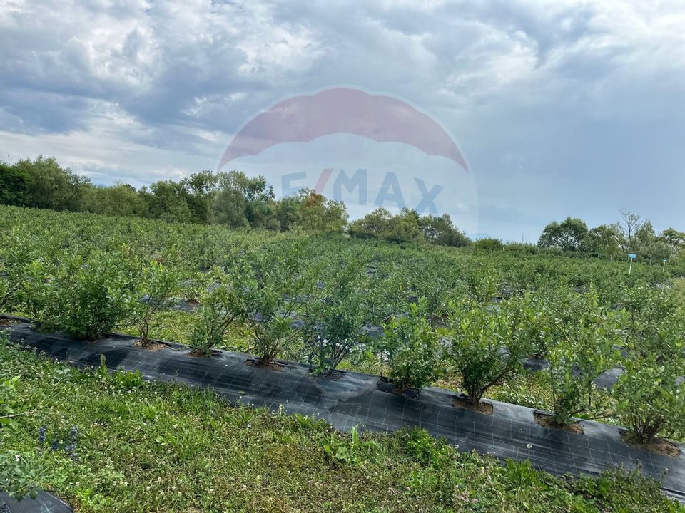 Land 29,656sqm Bozanta Mica / Strada Deva