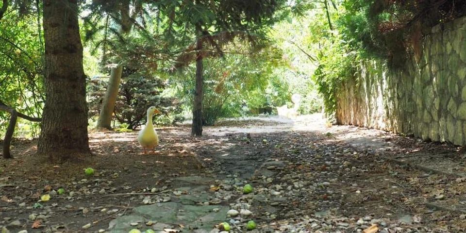 Vila la Lacul Snagov deschidere 21 ml,  ponton propriu