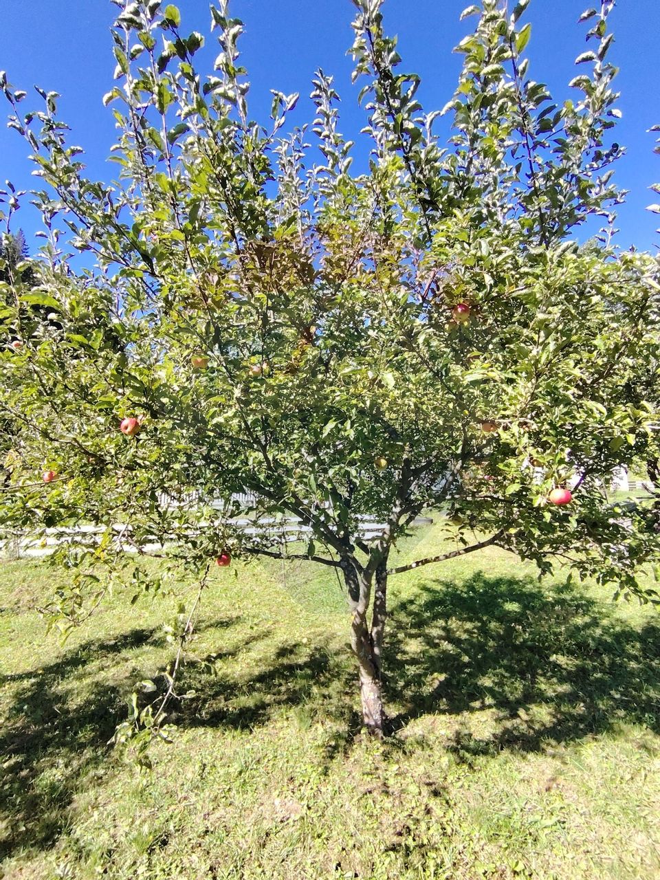 Casă în Vatra Dornei, zona Argestru, cu 11.541m.p. TEREN INTRAVILAN