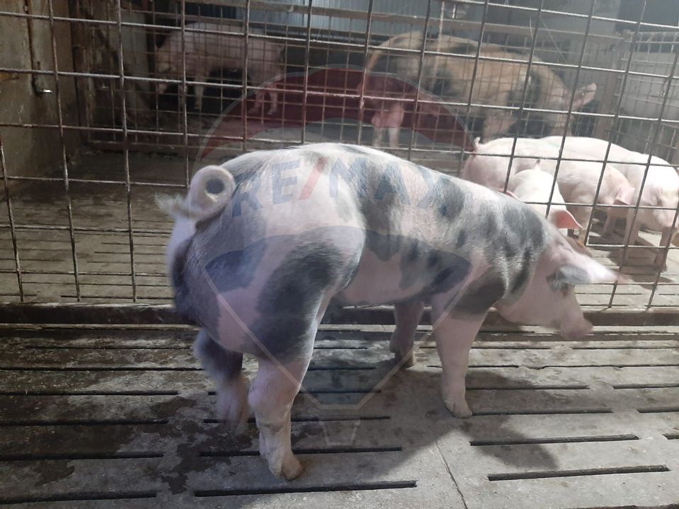 Afacere la cheie în creșterea porcinelor – Rona de Jos