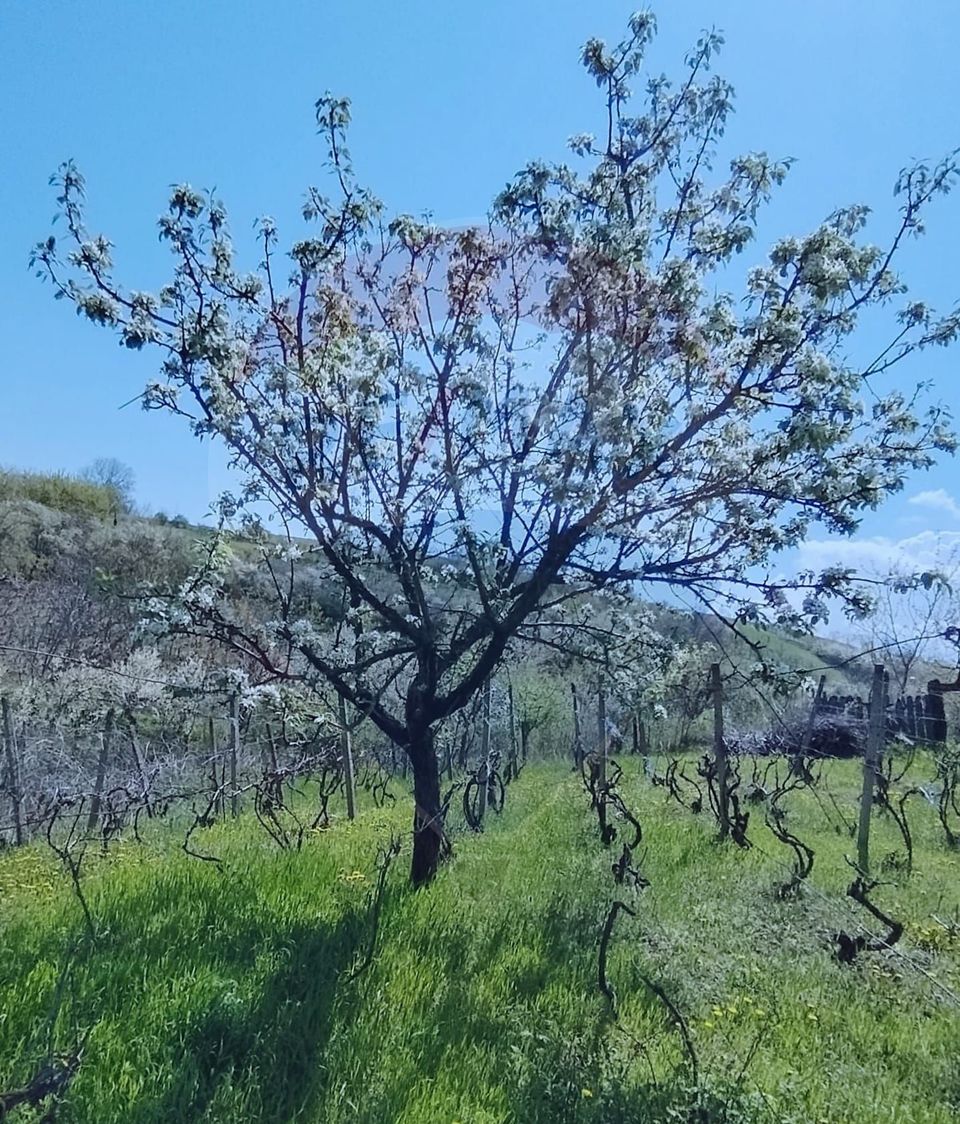 Casă individuală cu teren de 3.414 mp, Comuna Comarna