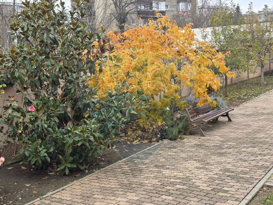 Inchiriere casă cu terasa si curte zona Piata Mica Spitalul Judetean