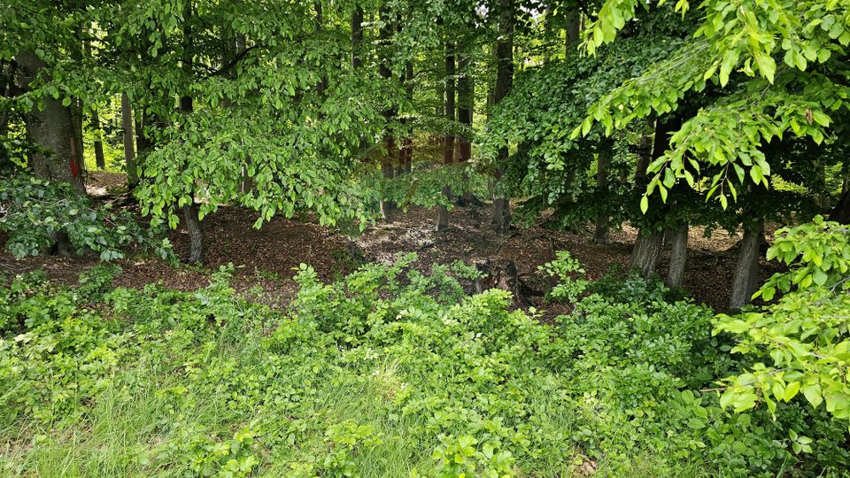 Teren Ilisesti  7000mp extravilan/ DN 17, Suceava