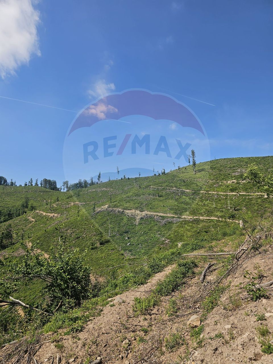 Pasune 21 ha pretabila pentru panouri fotovoltaice,impadurit