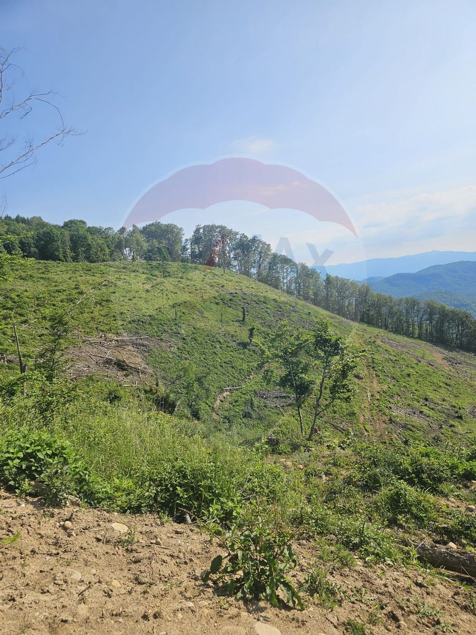 Pasune 21 ha pretabila pentru panouri fotovoltaice,impadurit