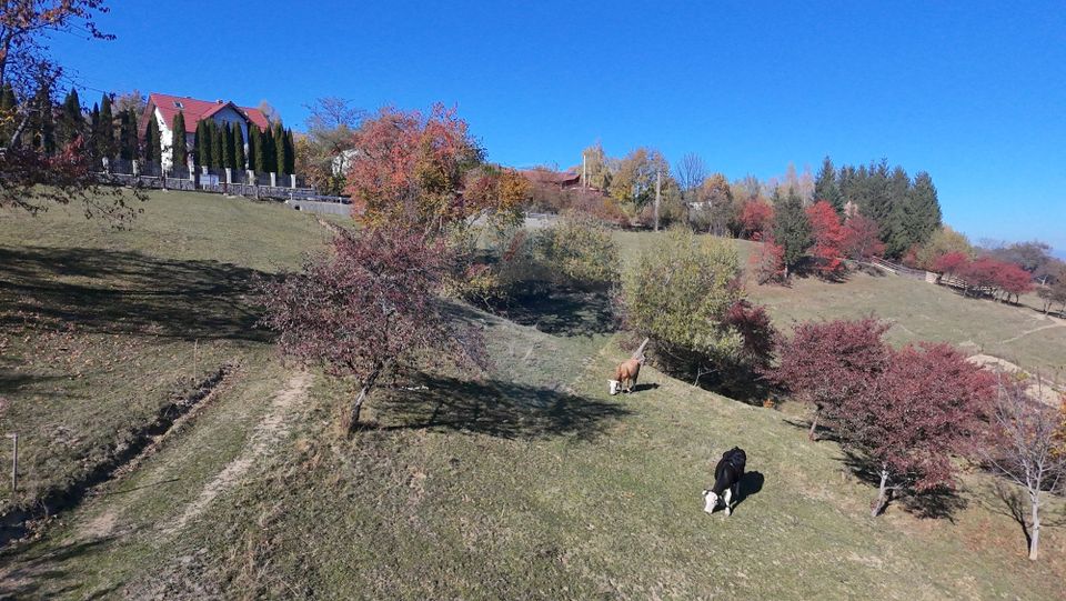 Land 3,500sqm Bran / Strada Bradul Inalt