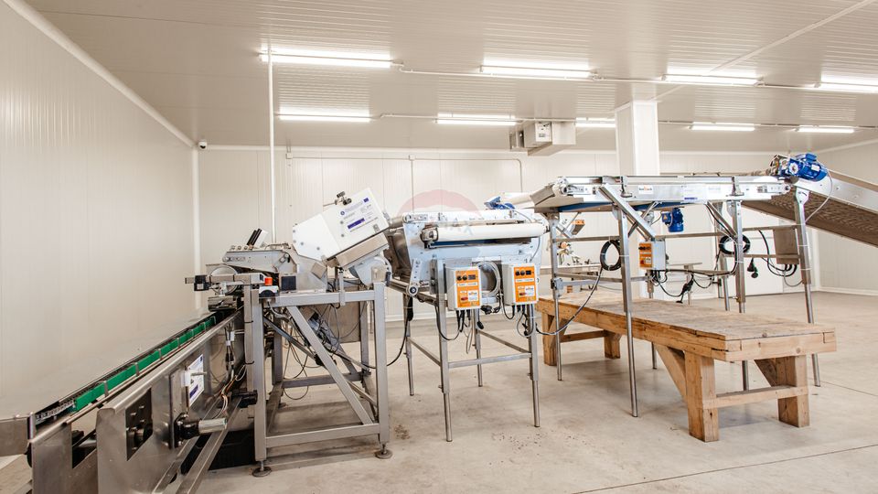 Plantatie de afine la cele mai inalte standarde, de vanzare!