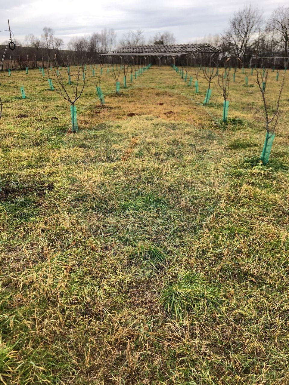 Land 6,000sqm Lugasu de Jos / Strada principala