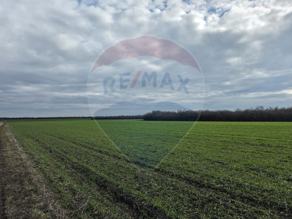 Land 120,770sqm Giarmata / Drumul Fara Nume