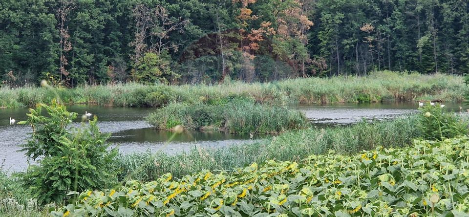 Land 4,500sqm Moara Vlasiei / Strada P229