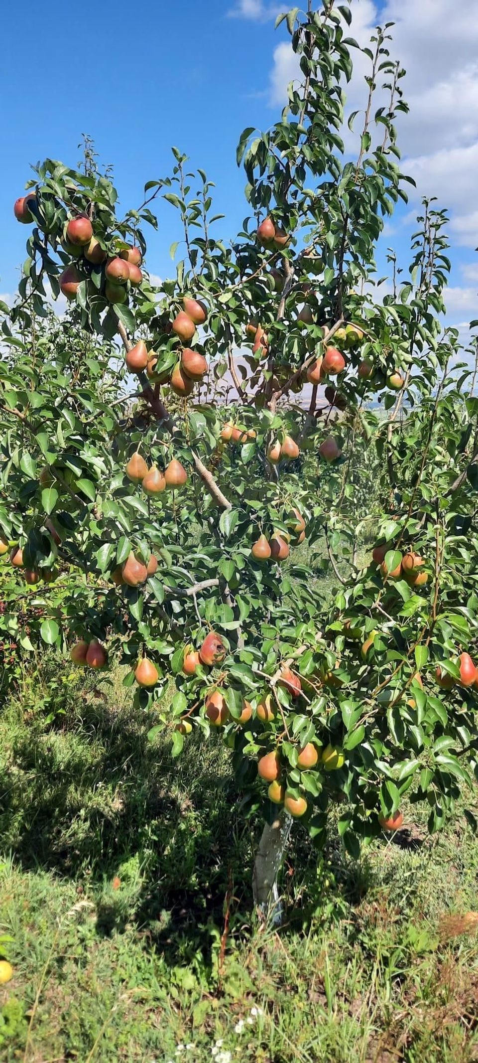 Teren 2,600mp Ciprian Porumbescu / Drumul COSERI