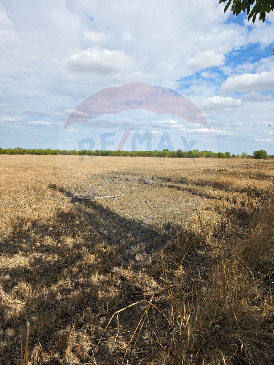 Teren 5000 mp deschidere Sos. Silistea Ciolpani