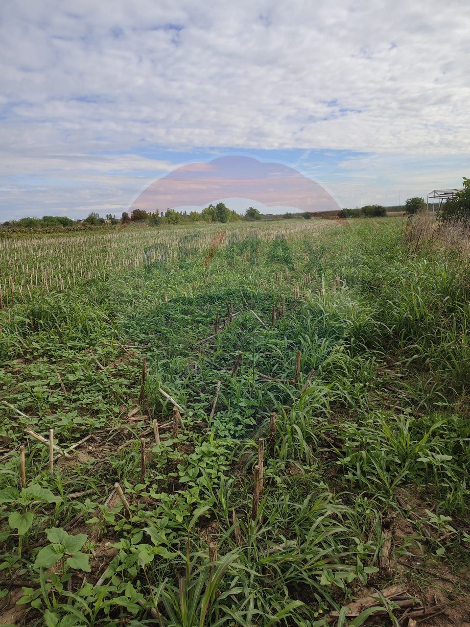 Land 5,000sqm Caciulati / Strada drumul mare