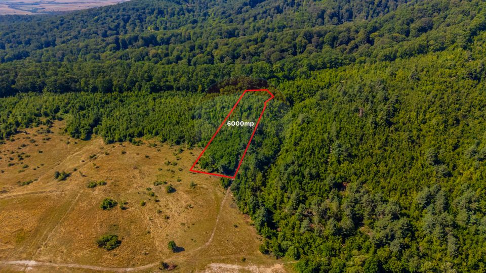 Land 6,000sqm Crizbav / Strada principala