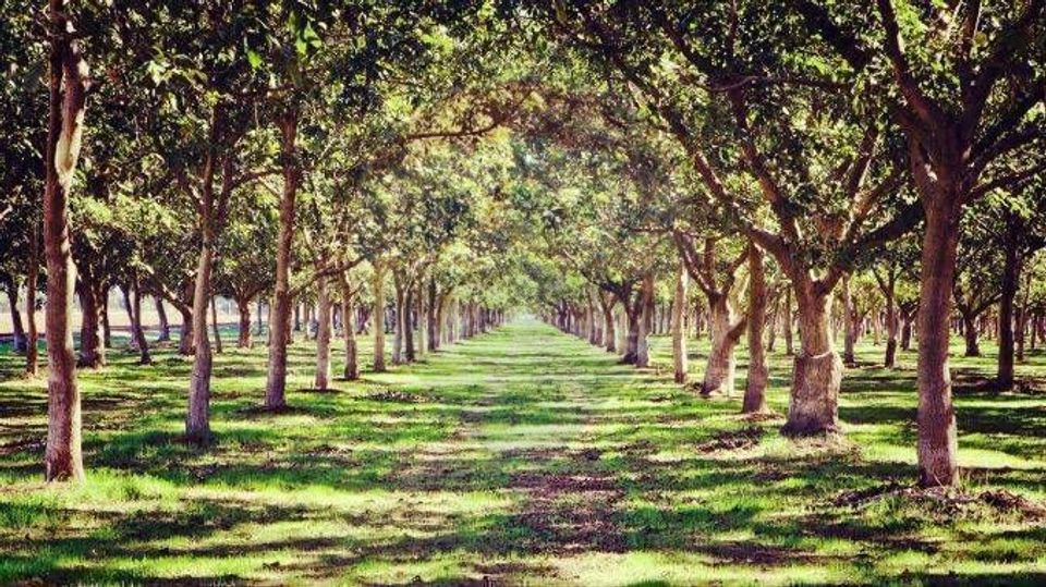 Teren / Padure 8ha Lunca Siretului.