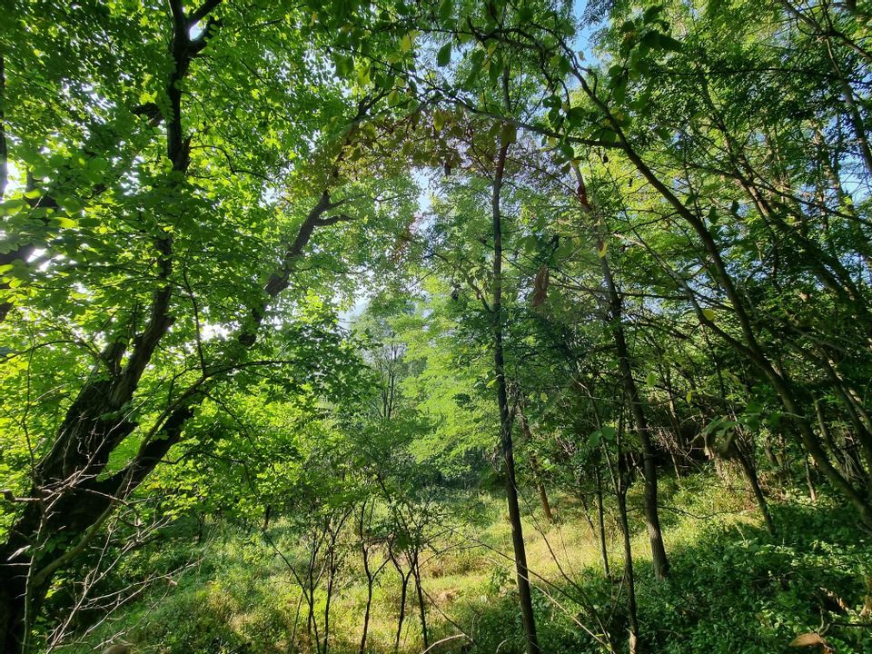 Teren cu Casa Veche in suprafata de 6000 mp, Breaza de Jos -Parcelabil