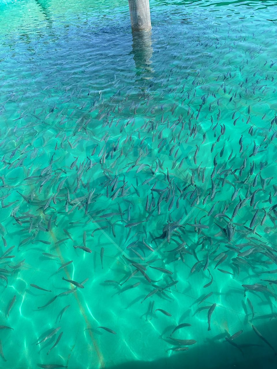 Pastravarie smart/ functionala/ Com.Rosia Bihor