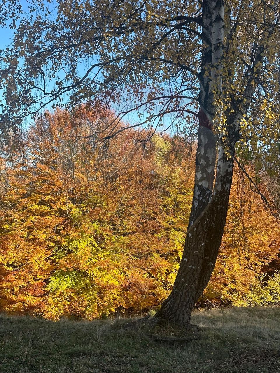 Investment opportunity ! Dream land in Pestera - 125,370 sqm