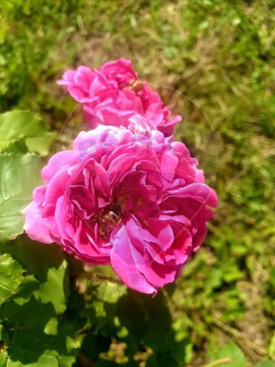 Land 7,000sqm Teliu / DJ 103B