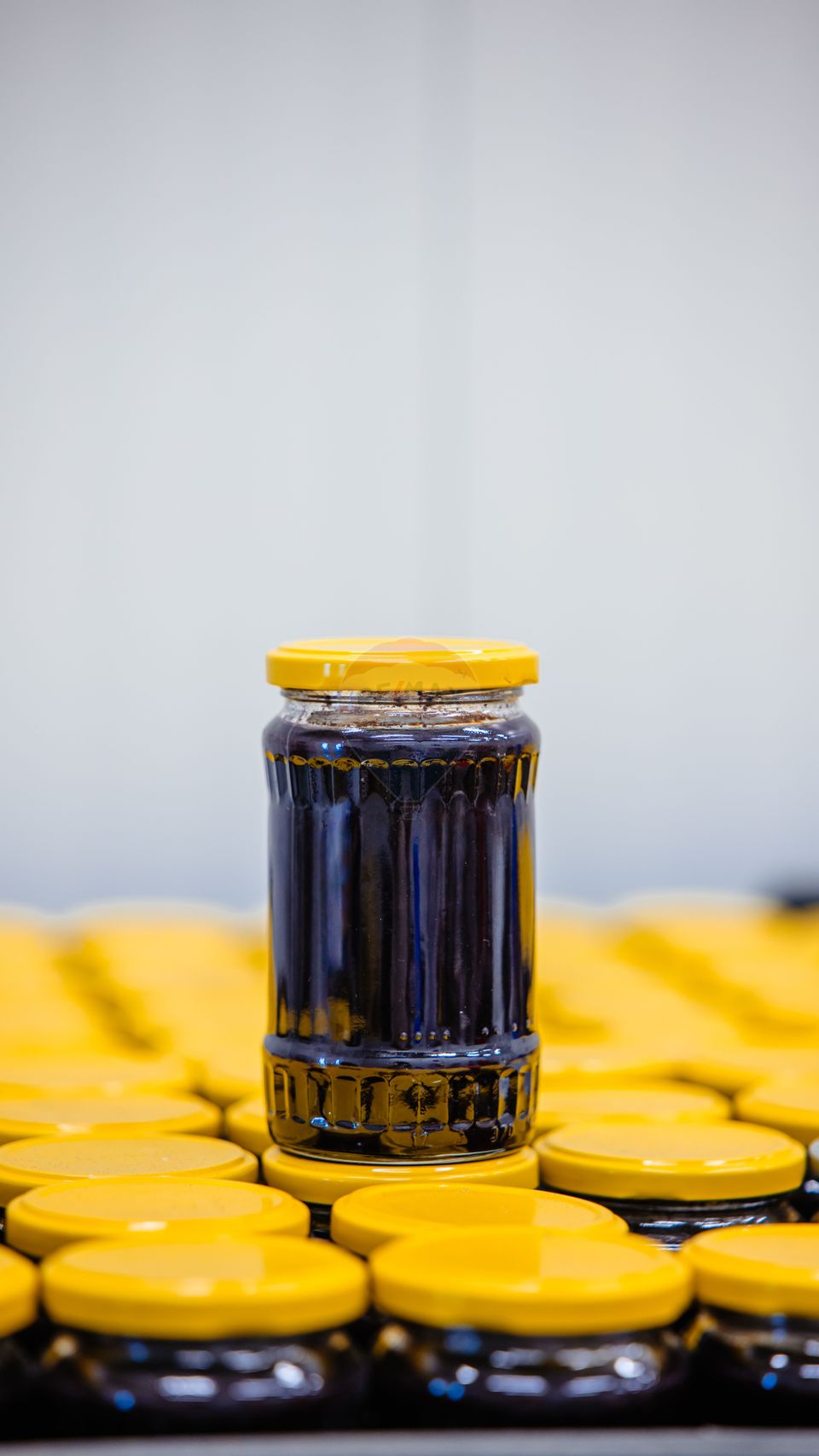 Plantatie de afine la cele mai inalte standarde, de vanzare!