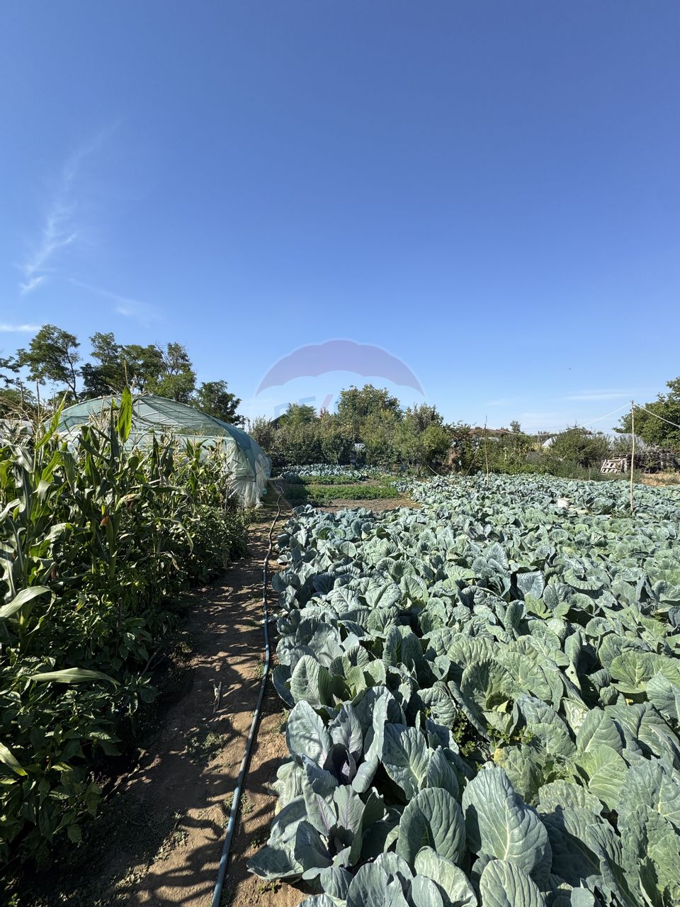Casă de vânzare Fierbinți-Târg