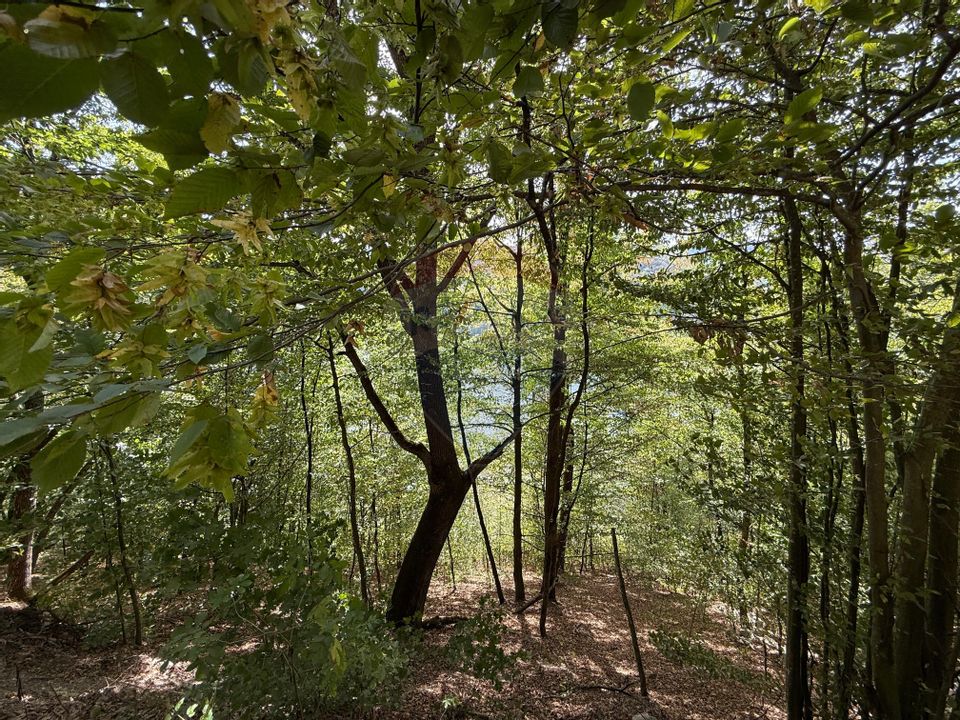 Teren intravilan cu deschidere la lacul Tarnița