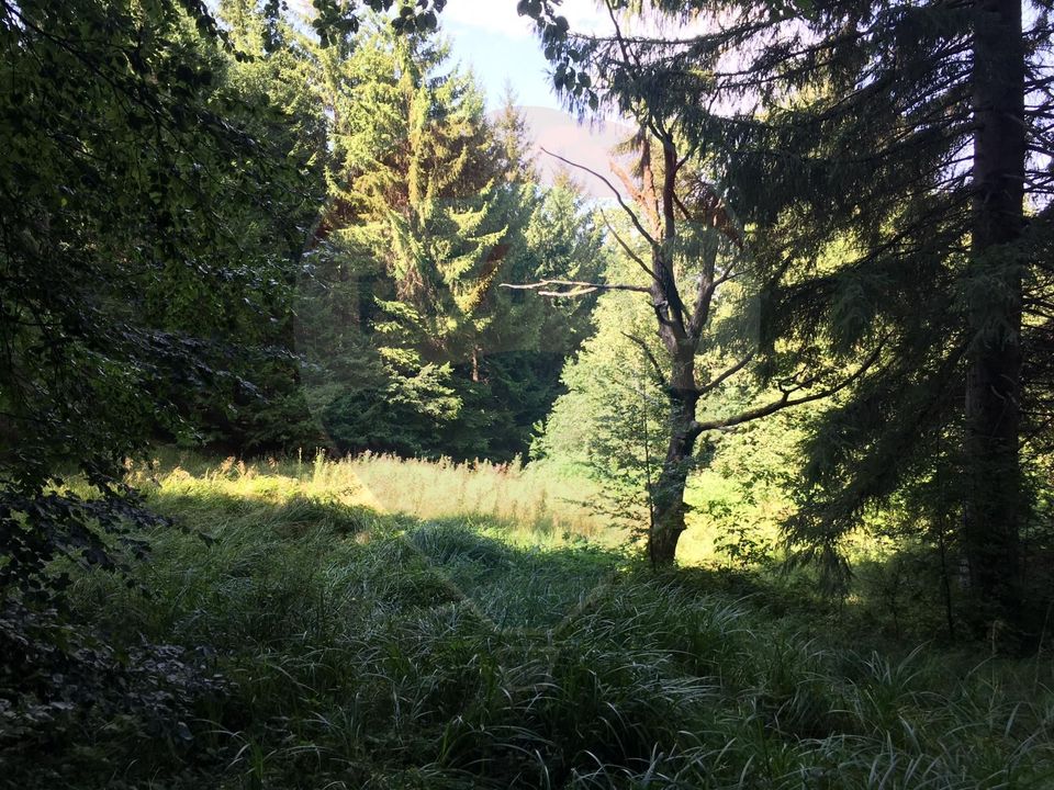 Teren extravilan - fâneață 2000mp Râșnov -Strada Glajerie langa padure